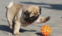 巴哥最新爆料视频大全,揭秘娱乐圈幕后真相